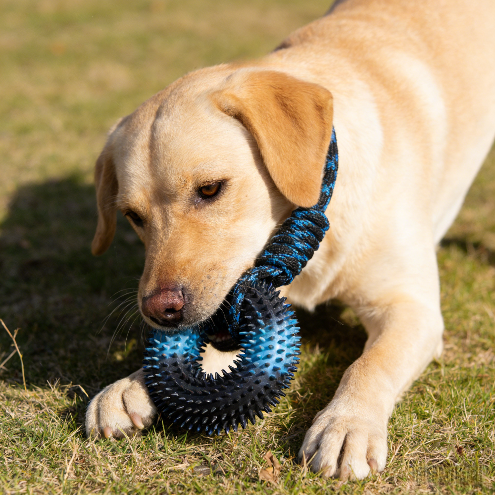 Interactive Tug Chew Toy: Knot - Spike Ball Game recension och pris